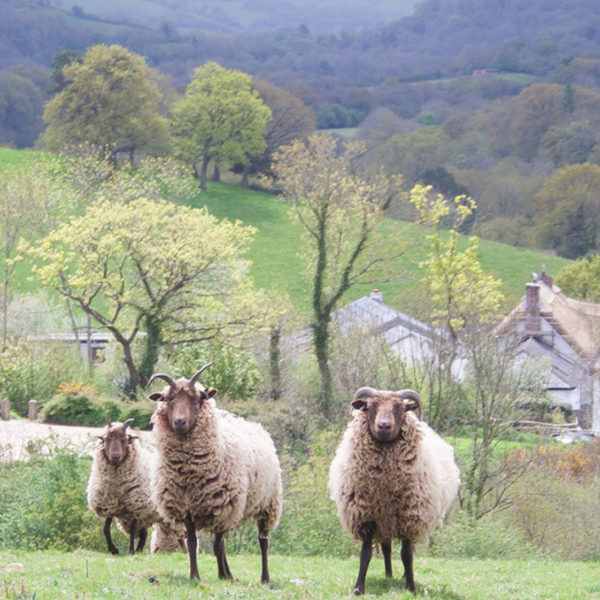 Sheep in a field.
