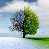 A tree, divided in two. One half of the tree is in a snowy, winter backdrop, with no leafs. The other is in spring, with luscious green leafs.